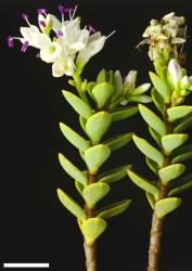 Veronica baylyi. Sprig. Scale = 10 mm.
 Image: P.J. Garnock-Jones © Te Papa CC-BY-NC 3.0 NZ